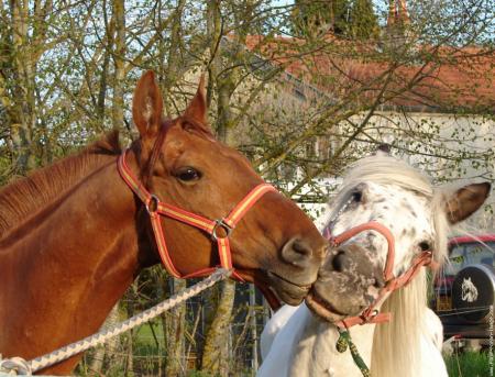 Histoire sans parole